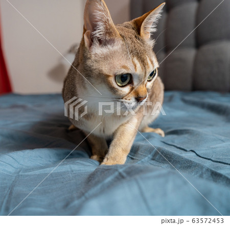 Portrait of adorable singapura cat. Animal photo. Stockholm. 63572453