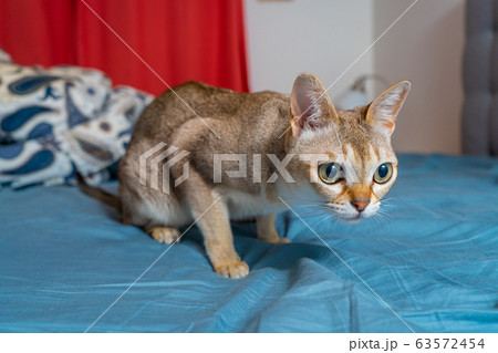 Singapura cat playing on blue/gray background. Animal photo. Stockholm. 63572454