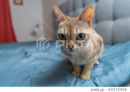 Portrait of adorable singapura cat. Animal photo. Stockholm.  63572456