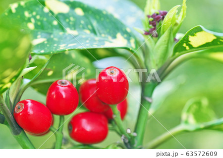 赤いアオキの実 63572609