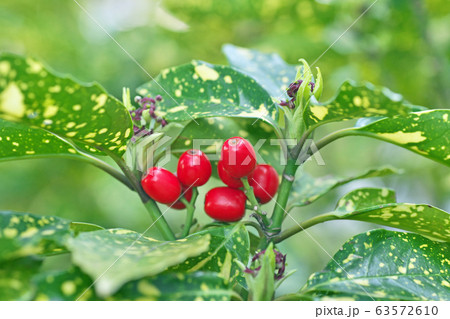 赤いアオキの実 63572610