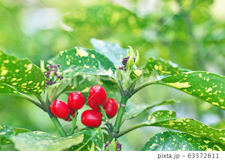 赤いアオキの実 63572611