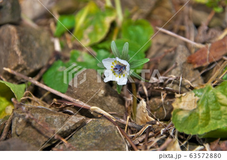 セツブンソウ　花 63572880