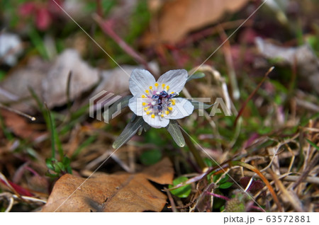 セツブンソウ　花 63572881