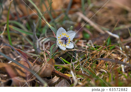 セツブンソウ　花 63572882