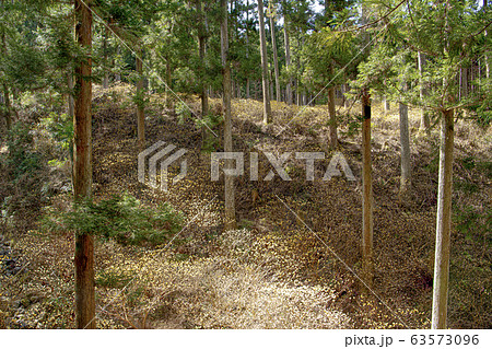 ミツマタ群生地 ミツマタ群生地 63573096