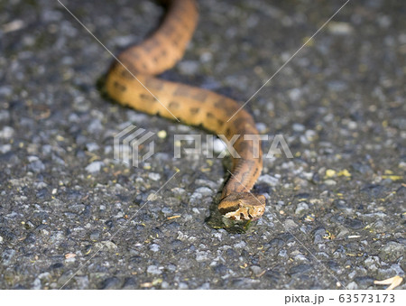 ヒメハブ 63573173