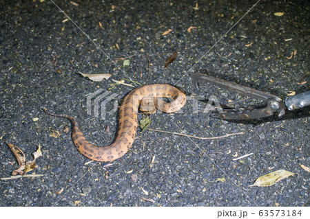 ヒメハブ ヒメハブ 63573184