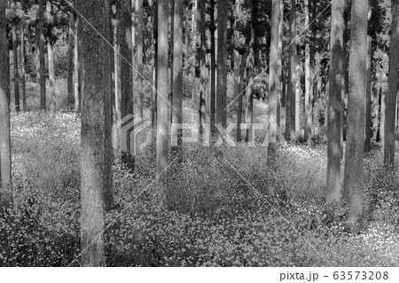 【セピア】ミツマタ群生地 63573208