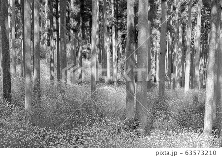 【セピア】ミツマタ群生地 63573210