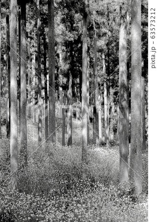 【セピア】ミツマタ群生地 63573212