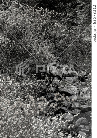 【セピア】ミツマタ群生地と小川 63573312