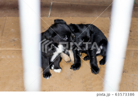 three sad puppies in their house in the shelter three sad puppies in their house in the shelter 63573386