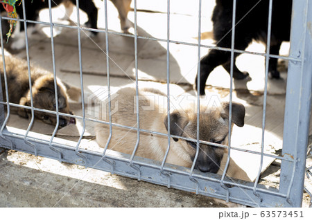 beige puppy lies in the shelter house beige puppy lies in the shelter house 63573451