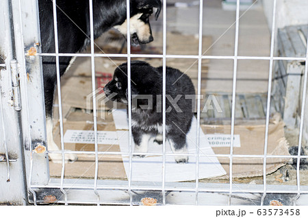 dog mom looking at her puppy in the shelter 63573458
