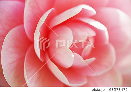 ピンクのオトメツバキの花 63573472