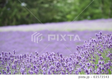北海道 富良野 ラベンダー畑 北海道 富良野 ラベンダー畑 63573543