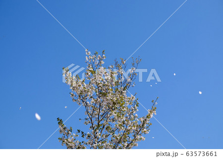 青空と散る桜 63573661