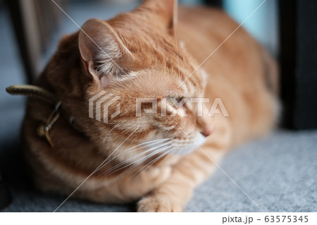横を向く茶トラ猫 横を向く茶トラ猫 63575345
