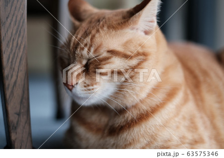 目を閉じる茶トラ猫 目を閉じる茶トラ猫 63575346