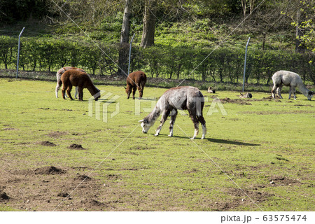 Lamas in a village farm 63575474