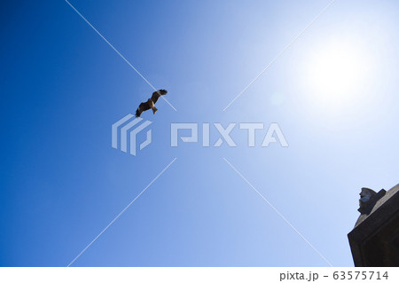 江ノ島 青空 飛ぶ鳥 江ノ島 青空 飛ぶ鳥 63575714
