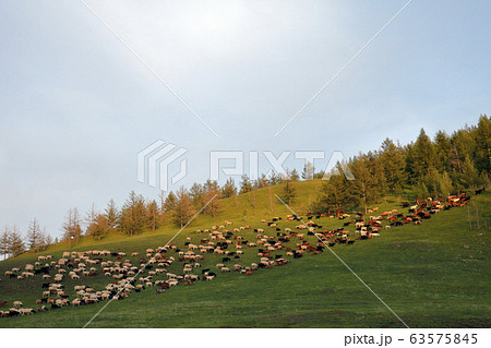 モンゴルの夕暮れの丘 モンゴルの夕暮れの丘 63575845