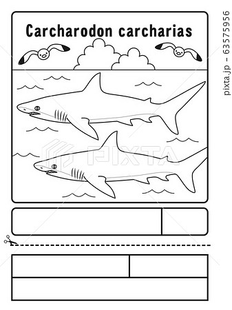 ホホジロザメ　ぬりえ　応募用紙 63575956