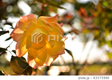 バラ　イエロー 63575990