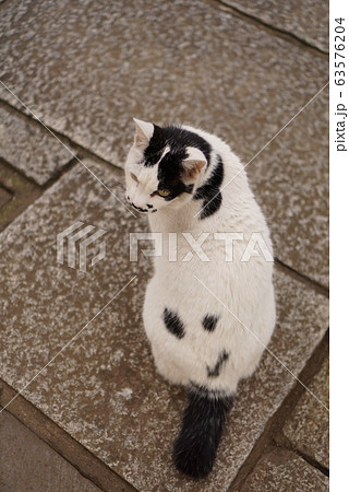 人面猫 63576204