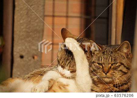 寛ぐ猫 63576206