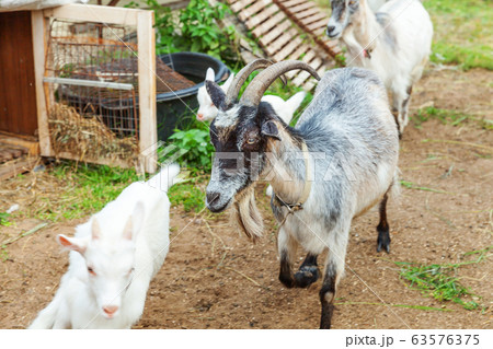 Cute chick goat relaxing in ranch farm in summer Cute chick goat relaxing in ranch farm in summer 63576375