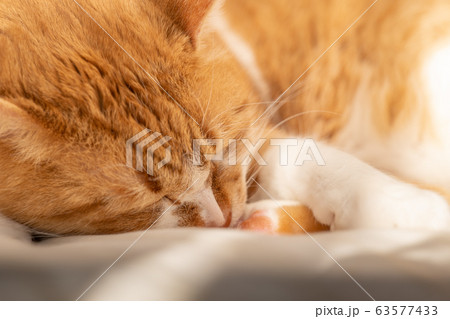 昼寝する猫 昼寝する猫 63577433