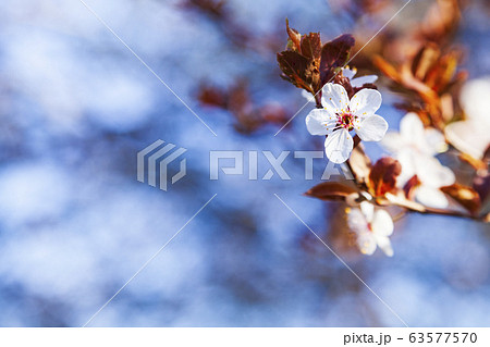 Flowering tree branch in spring. Flowering tree branch in spring. 63577570