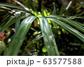 Palm plants that can be grown as ornamental 63577588