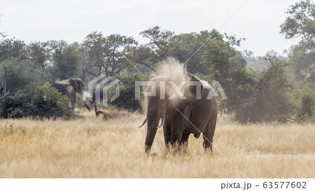 African bush elephant in Kruger National park, African bush elephant in Kruger National park, 63577602