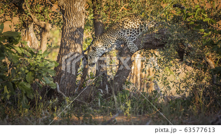 Leopard in Kruger National park, South Africa Leopard in Kruger National park, South Africa 63577613