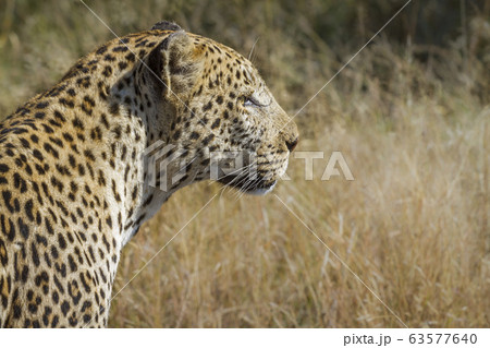 Leopard in Kruger National park, South Africa 63577640