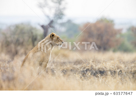 African lion in Kruger National park, South Africa 63577647