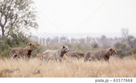 African lion in Kruger National park, South Africa 63577668