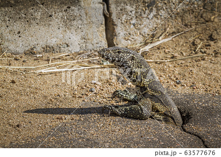rock monitor in Kruger National park, South Africa 63577676
