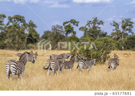 Plains zebra in Kruger National park, South Africa 63577691