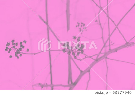 Pink abstract background with dry plants pattern Pink abstract background with dry plants pattern 63577940