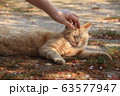尾道の猫 63577947