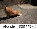 尾道の猫 63577948