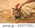尾道の猫 63577951