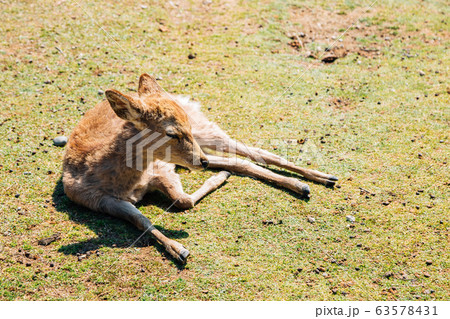 Sleeping deer on grass in Nara, Japan 63578431
