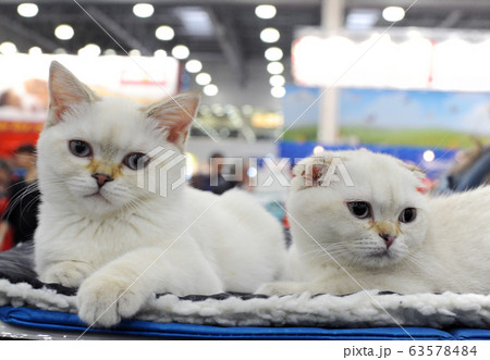 Cute cat at an international exhibition 63578484
