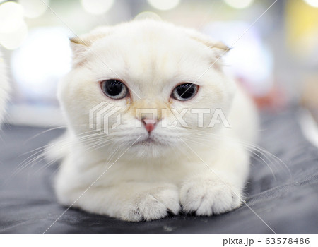 Cute cat at an international exhibition 63578486