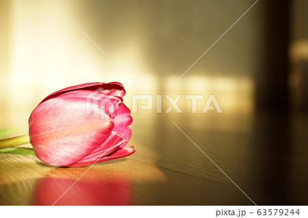 チューリップ 花 植物 63579244